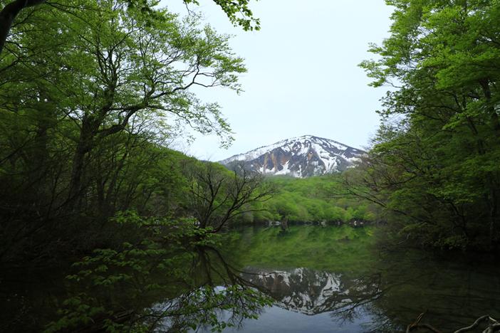 春ですな。