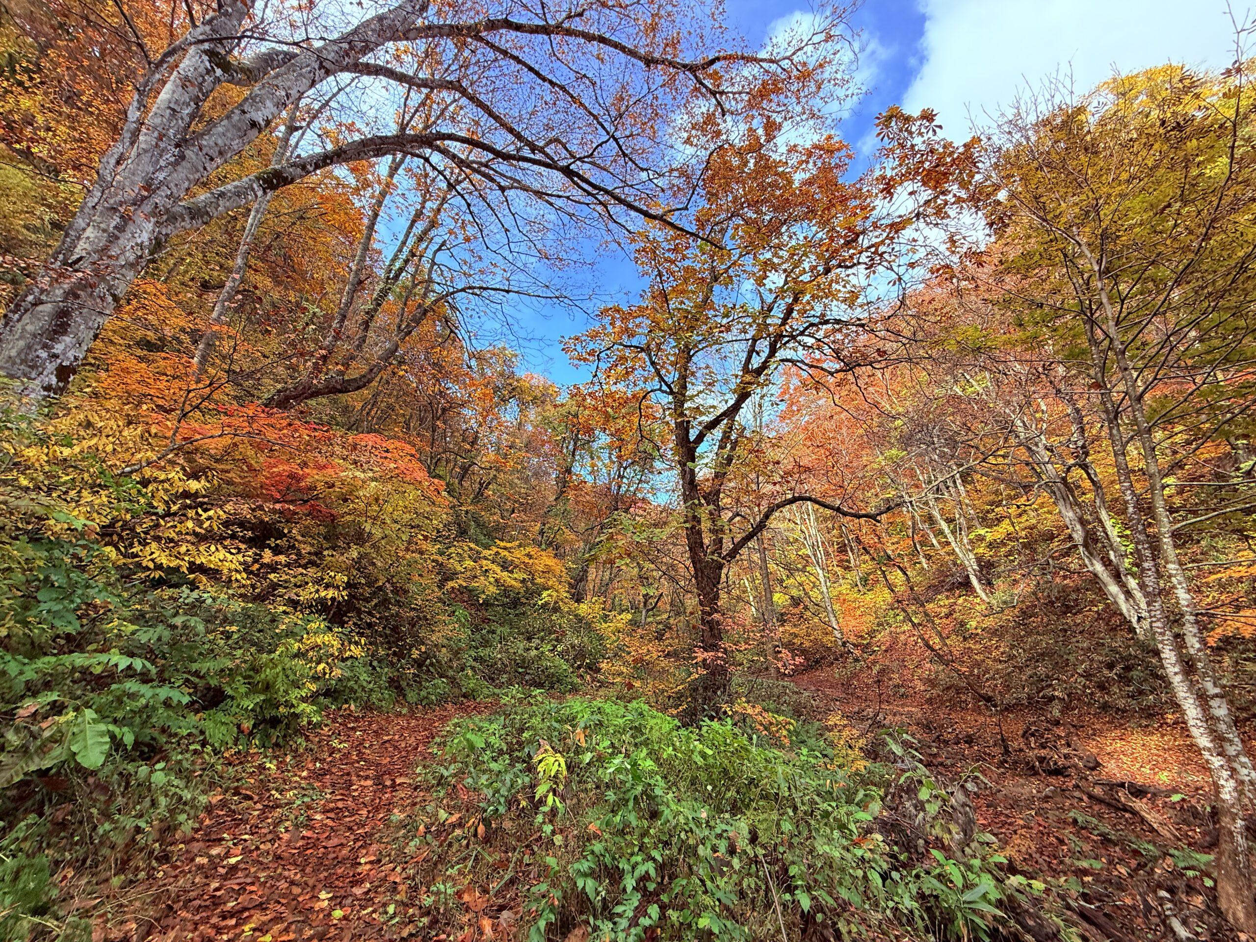 梵珠山　２０２５・１１・３