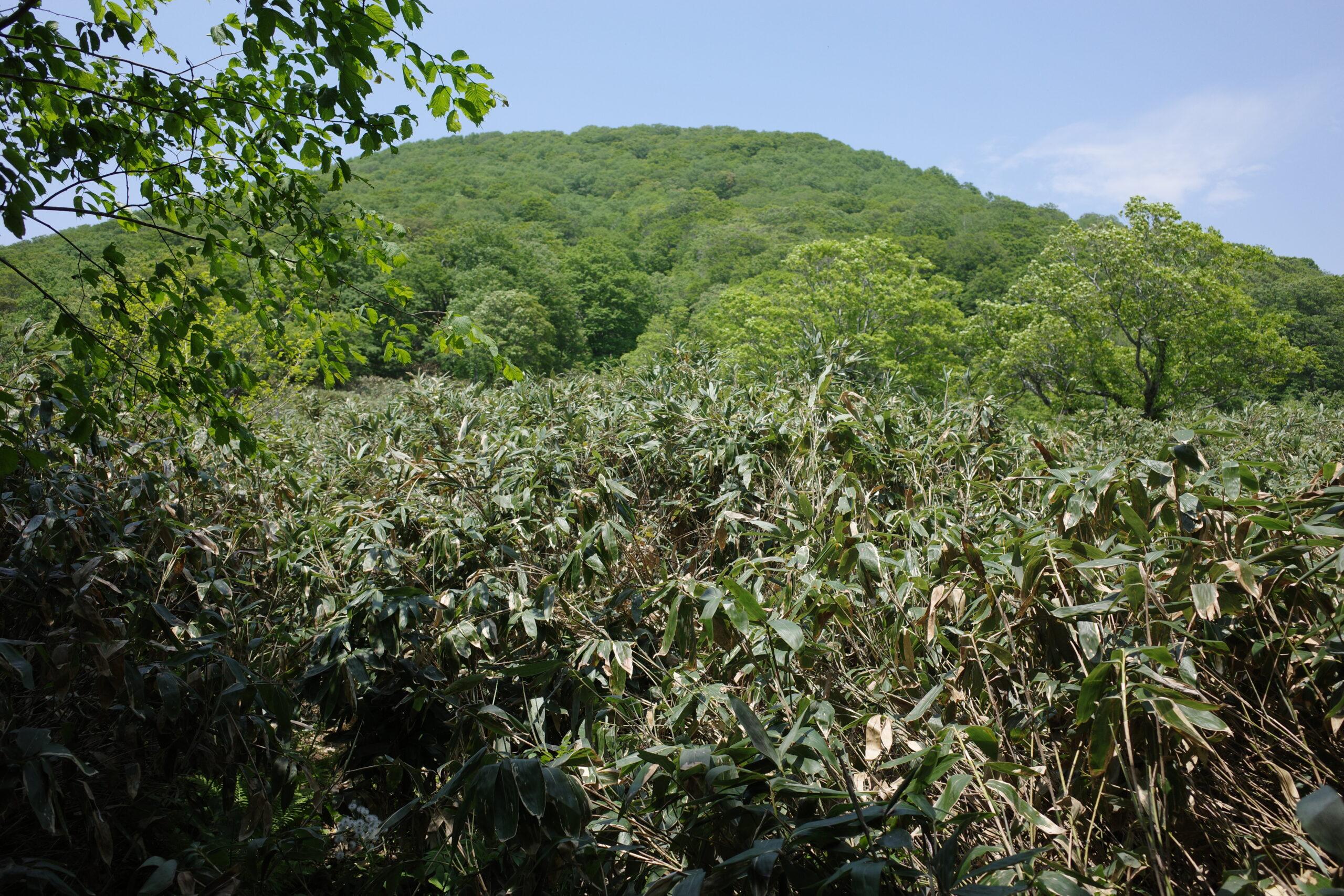 6月7日　十和利山