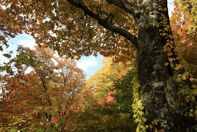 終焉をむかえる森🍁