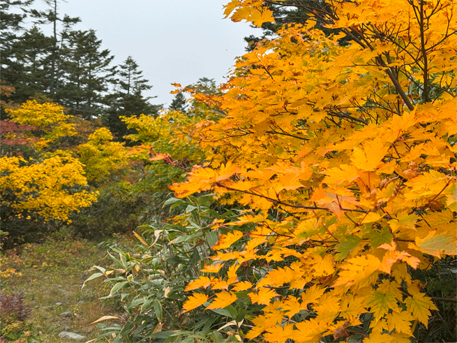 秋が来たあ🍁